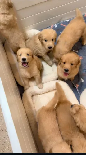 Doação de Golden Retriever