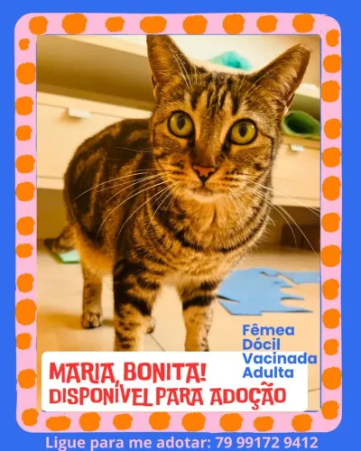 Gata Tigrada com pelagem única par Adoção Responsável 