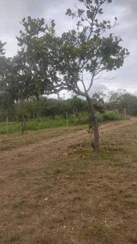 Terrenos 2 mil metros