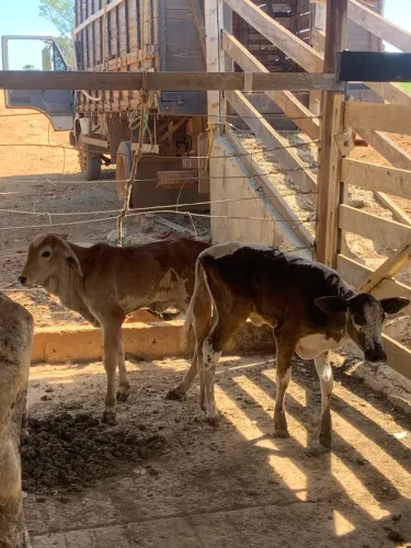 Vendo duas bezerras com defeito