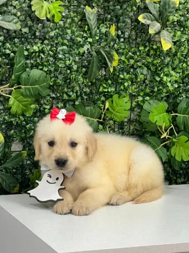 golden retriever  com vacina
