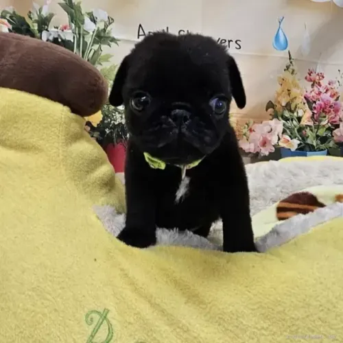 Cachorro filhote pug saudável de linhagem selecionada dócil ativa