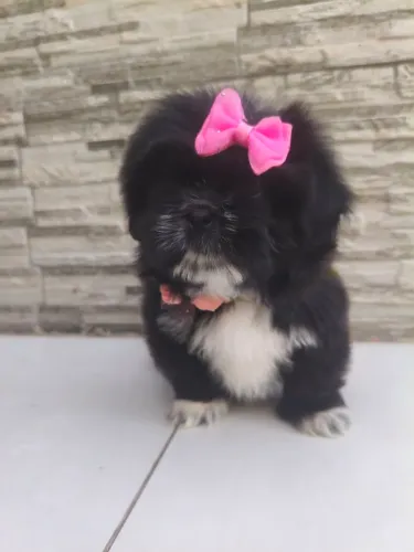 Shitzu com pedigree