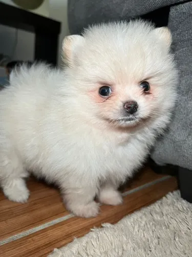 Cachorro Lulu da Pomerania carinho que encanta as crianças