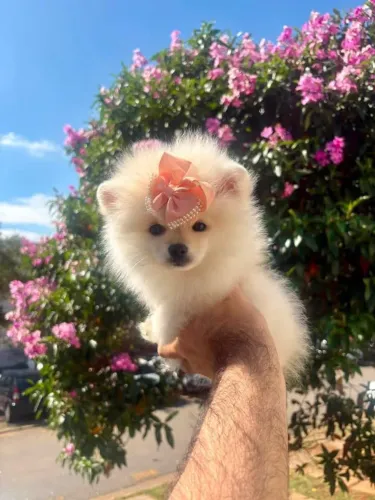 Filhote Spitz Alemão, Amor, carinho e lambidas garantidos!