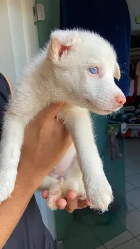 Filhotes de Huskies (1 macho e 2 fêmeas) LEIA O ANUNCIO!!
