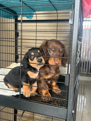 Dachshund/ Cofap/ Basse