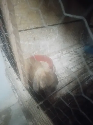 Vendo Minhas Matriz ( Coelhos )