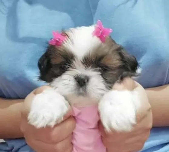 Shihtzu Filhotes Minizinhos Tricolores.