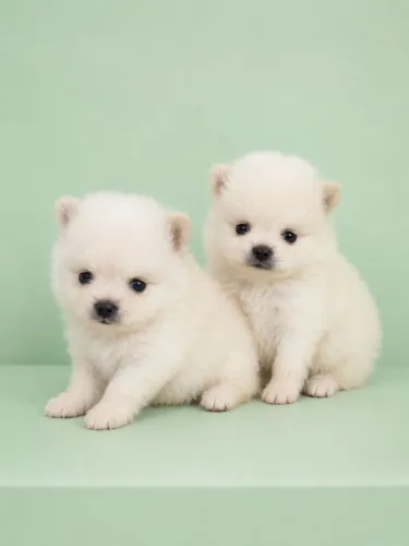 Lindos Spitz Alemão Anão
