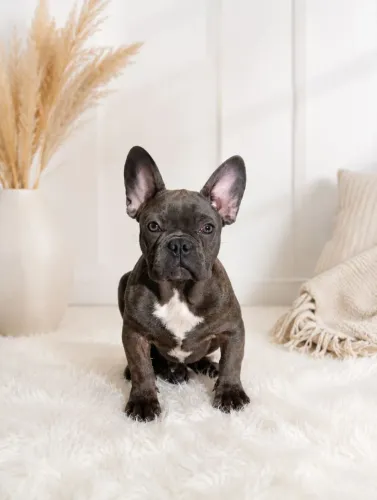 Bulldog francês Blue