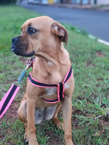 Vende-se filhote de boxer