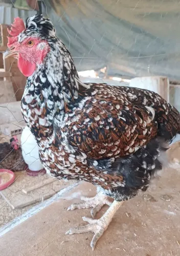 Galinha Balão sertaneja GSB. Ótima Genética 