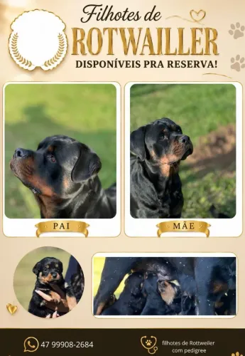 Vendo filhote de rottweiler 
