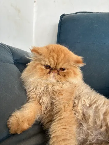 Gatos Persas - Filhotes