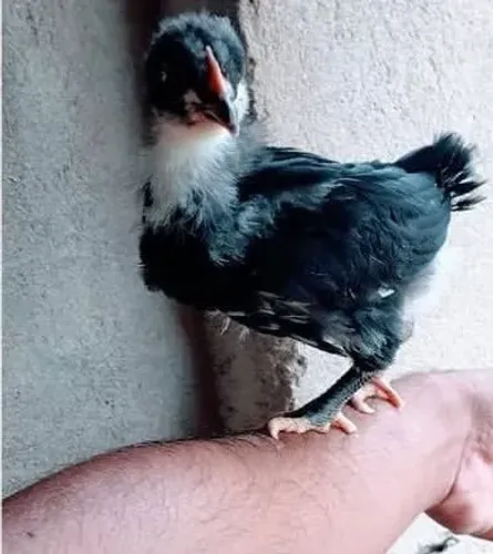 Franguinhos gigante negro