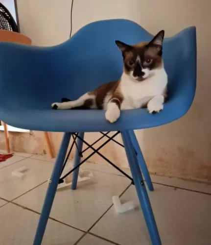 Cadeira Azul com Braço - Estilo Eames