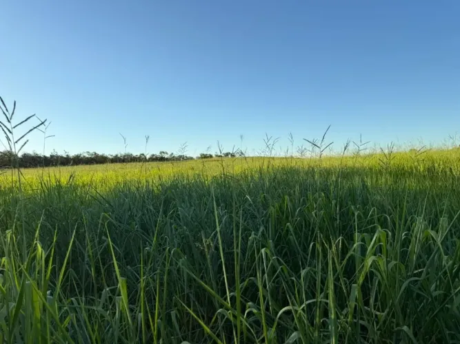 FAZENDA COM APTIDÃO AGRÍCOLA E PECUÁRIA NO TOCANTINS - Recursolândia/TO