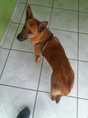Doa se cadela 7 meses rnd.