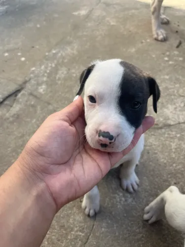 Filhotes pitbulls á venda