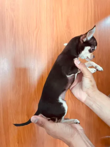 Chihuahua micro macho