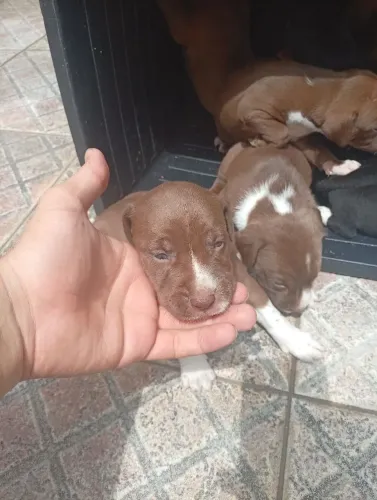 Doação filhotes de labrador com dálmata