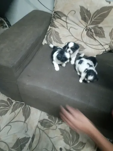 Shih tzu macho e fêmea 