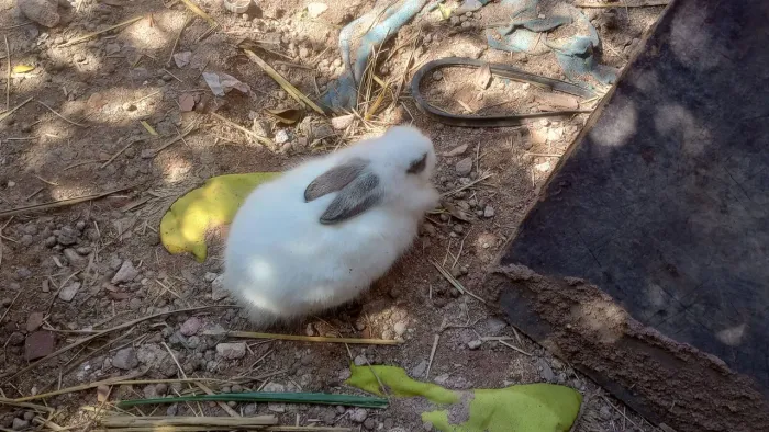 Filhotes de Coelhos e coelhos adultos.
