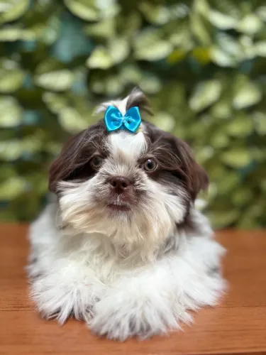 Filhote de shih tzu macho vacinado vermifugado