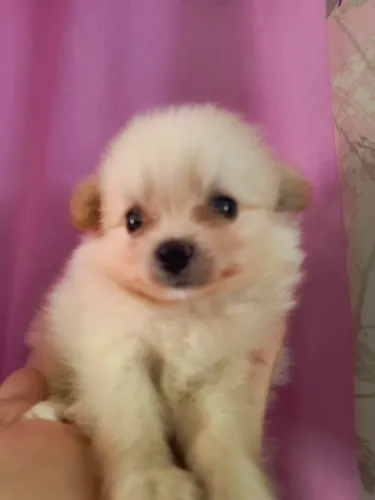 Lulu da pumerania femia