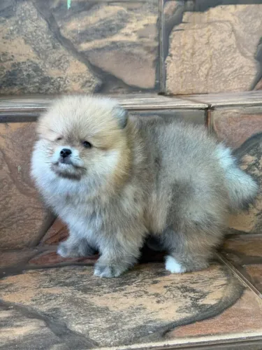 Lulu da Pomerânia