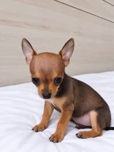 Filhote de Pinscher macho 0
