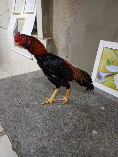 Frangos de raça