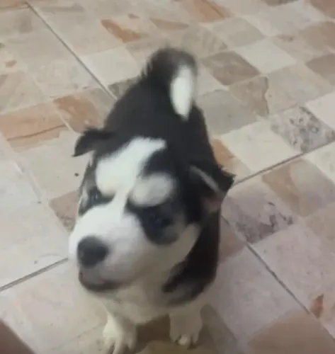Husky siberiano olhos marcantes