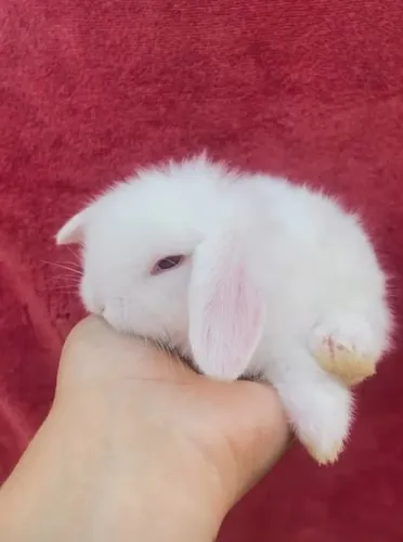 Mini coelho