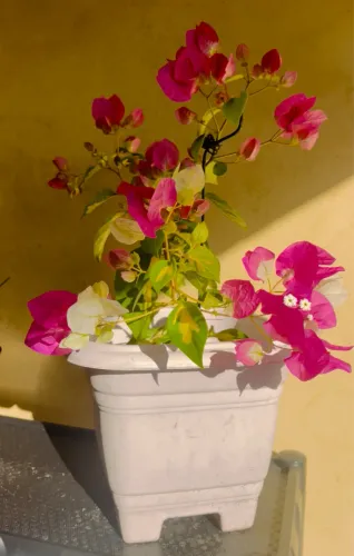 Planta