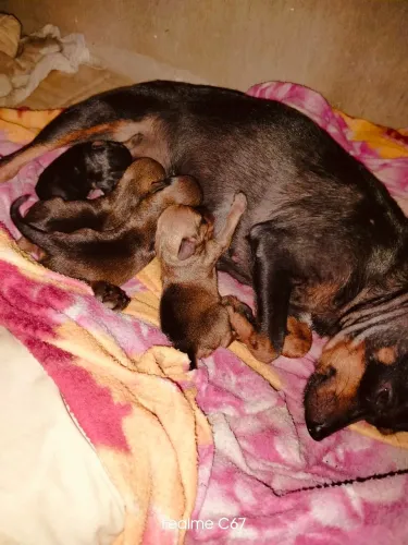 Cachorro da raça pinscher 