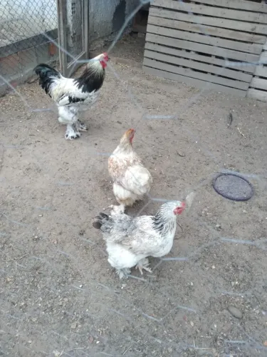 Vendo galo da raça Branhma + duas fêmeas da raça Tofis