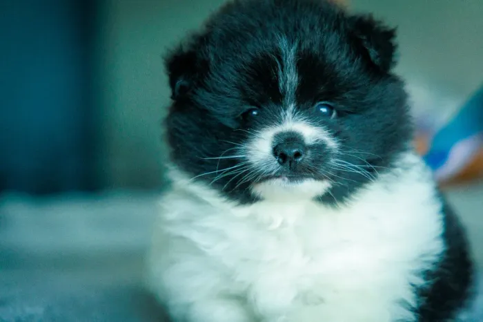 Filhote Macho Pomsky (Merle) - Pedigree