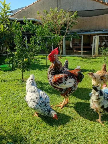 Casal de galinha brama