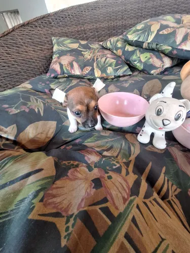 Perfeitos filhotes de Pinscher 00 com garantia raridade de encontrar!