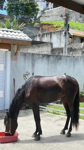 Cavalo garanhão marcha picada