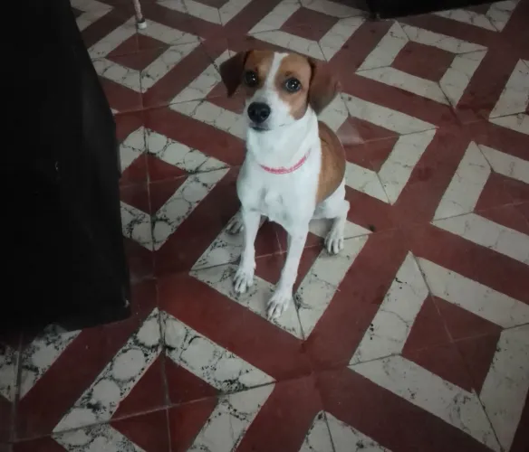 Adotando Luna 