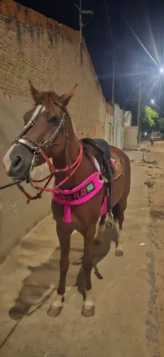 Egua mestiça pra vender 