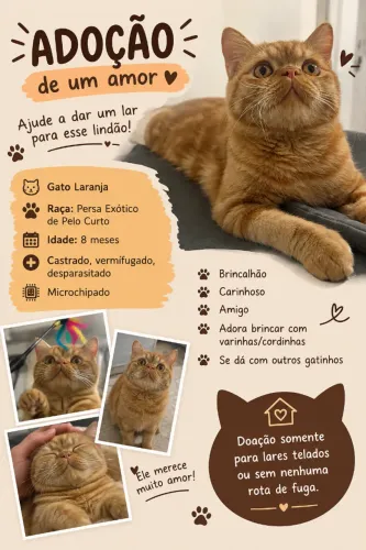Doação Gato Laranja