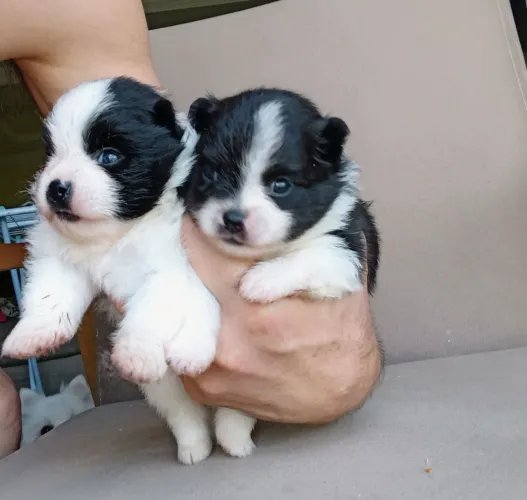 Filhotes Spitz alemão 