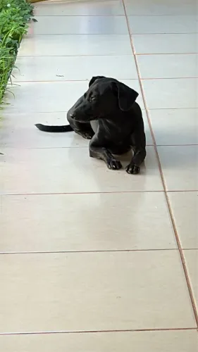 Doação de pet 