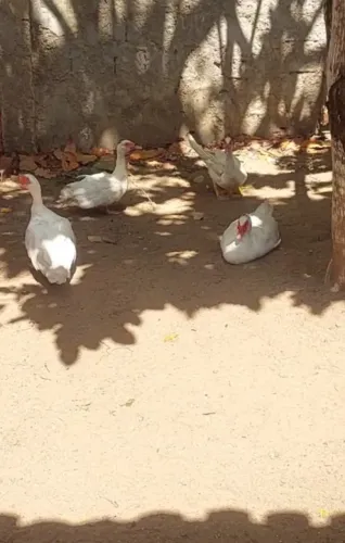 Patos gamelões brancos