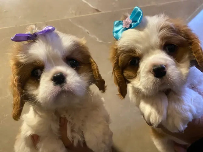 Cavalier king charles exelente linhagem entrego 