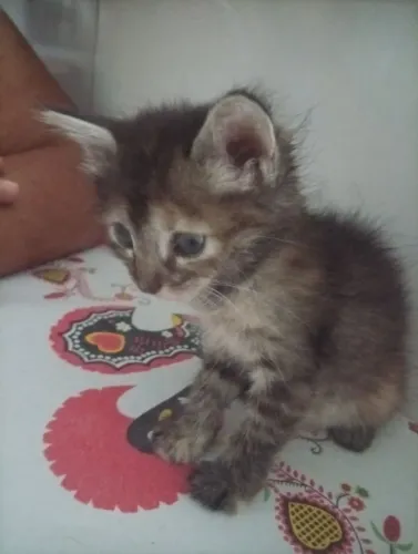 Adoção